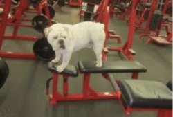 Bulldog work out